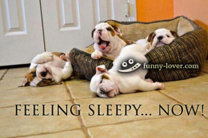 funny dogs pictures funny sleepy pictures