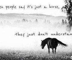 horse quotes tumblr source http weheartit com tag not just a horse