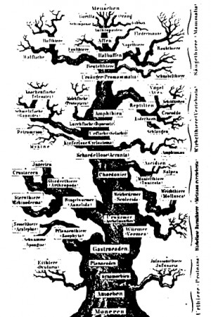 Ernst Haeckel Quotes