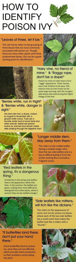 How do you identify poison ivy