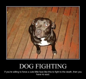 funny dog fights photos