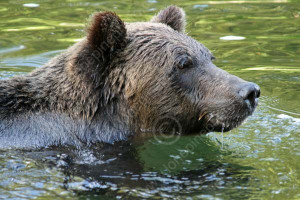 BEARS BRITISH BRITISH COLUMBIA COLUMBIA CORDILLERA GRIZZLY BEAR