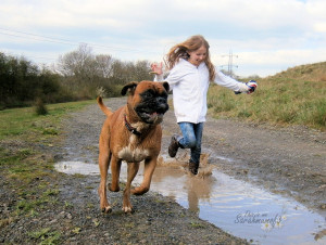 Boxer Dog Gallery