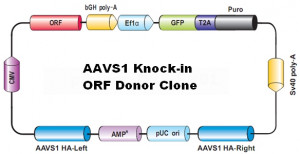 Figure 4. Map of human AAVS1 safe harbor knock-in ORF clones