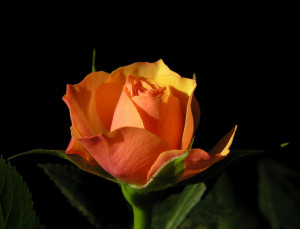 ... poetic beauty of roses and flowers:Inspirational quotes and pictures