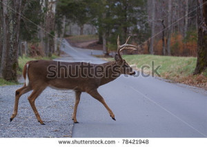 Whitetail Buck walking across park road, Great Smoky Mountains ...