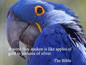 The Bible Quotes,A word fitly spoken is like apples of gold in ...