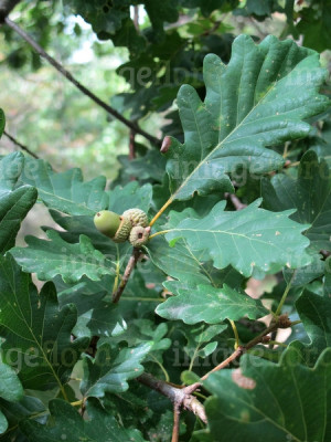 Images Of Acorns And Oak Tree Leaves