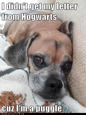 ... and I were looking at puggle pictures on Google and I saw this :D
