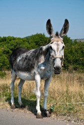 jackass, ass, or donkey.