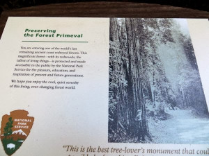Welcome to Muir Woods National Monument