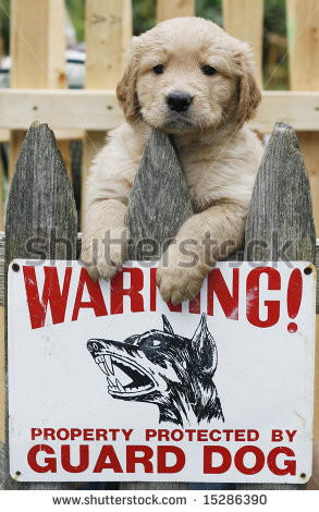 ... picture with golden retriever puppy above guard dog sign - stock photo