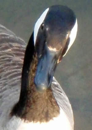 male Canada goose looking up at me, still standing on the spillway at ...