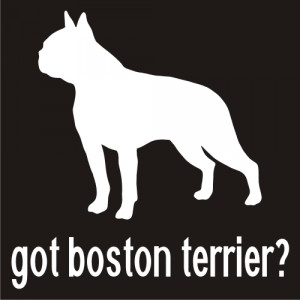 Boston Terrier - Got Boston Terrier? - Vinyl Decal