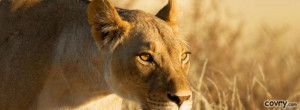 facebook covers hunting lioness cover