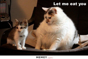 funny hungry fat cat kitten