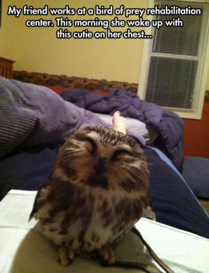 Good morning little owl pal…