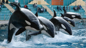 Today, there are 45 captive orcas performing at about 10 parks across ...