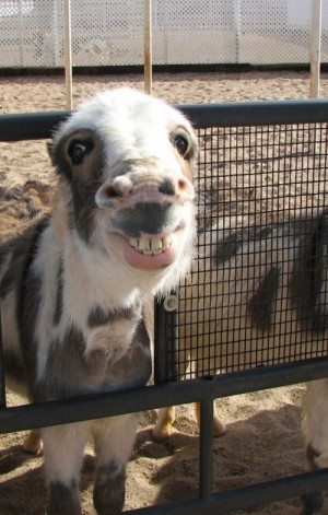 funny goat smile