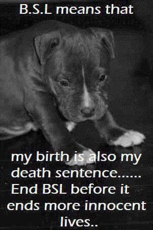 Say no to Breed Specific Legislation (BSL)