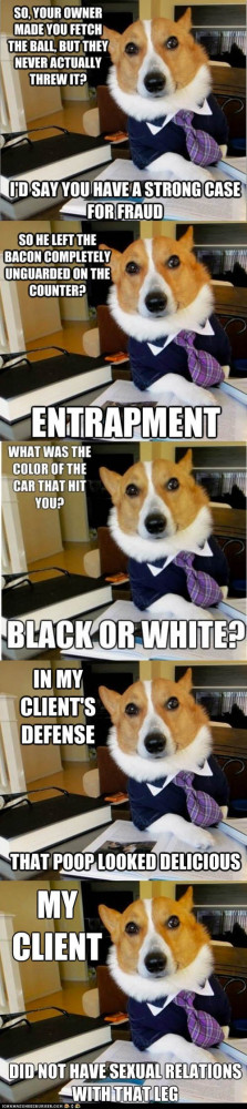 Animal Memes Meet Lawyer Dog Lolcats Funny Pictures Cats