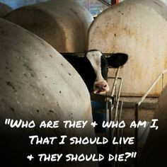 ... cow, or pig. More inspirational animal rights quotes here: http://www