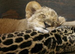 ... Of Sleep Day 2014: 8 Quotes To Celebrate The Worldwide Day Of Slumber