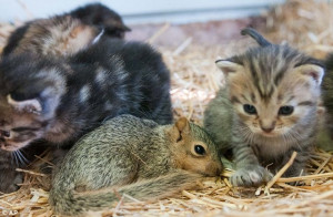 These kittens are NUTS about their newest sibling! Orphaned squirrel ...