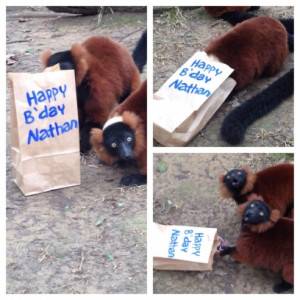 ruffed lemurs Steal a Zoo Keeper’s Birthday Fruit Bag & Their Not ...
