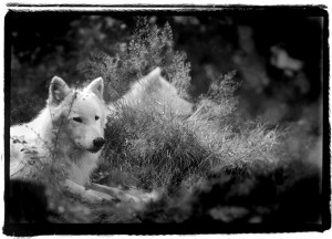 Black Wolf Animals And White Wolves Yah