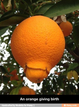 An orange giving birth / iFunny :)