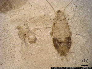 Cockroach Fossils Found In Colorado Shed Light On Insects ...