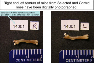 they are photographs of leg bones of both selected and control mice