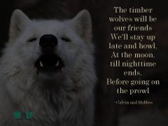 The Timber Wolves Will Be Our Friends. We Will Stay Up Late and Howl ...