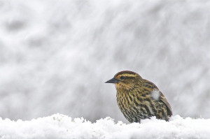 Pheasant Foot Prints The Snow