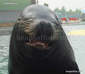 Walrus Laughing Funny