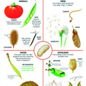 Seed Dispersal