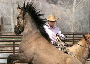 ... on Resume Dwarf Horses For Sale In Louisiana Woman Mating With Horses