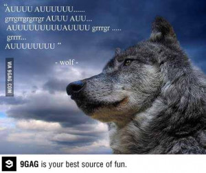 Quotes from wolf Dammit Moon Moon get your howl together