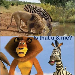 funny-animals-zebra-and-lion