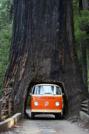 ... and sister. The drive-thru tree. Sequoia National Park, California
