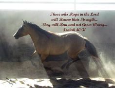 Scripture & Horses