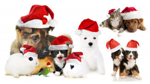 cute christmas dog cat rabbit hd pictures cute kittens rabbits dogs ...