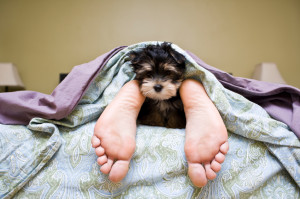 Puppy_under_the_covers.jpg#puppies%20under%20covers%20849x565