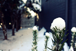 Snow Falling On Cedars