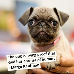 The Pug Is Living Proof That God Has A Sense Of Humor