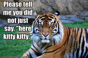 Funny Tigers ..DONT CALL ME KITTY...ROAR