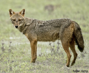 Survey of the Golden Jackal in India: Join this community-driven ...