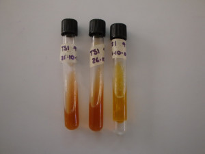 negative adjectives starting with r