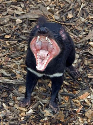 Tasmanian devil cancer threat traced to 'immortal devil girl'